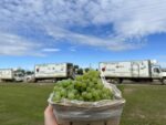 Fortunato Fruits trucks with our green Venus grapes